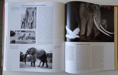 L’elefante tra natura e cultura - immagine 5