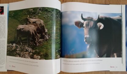 Una tradizione di qualità in Valtellina. Sua Maestà il Bitto - immagine 2