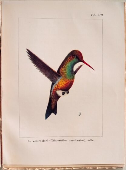 La vie des colibris - immagine 2