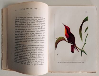 La vie des colibris - immagine 4