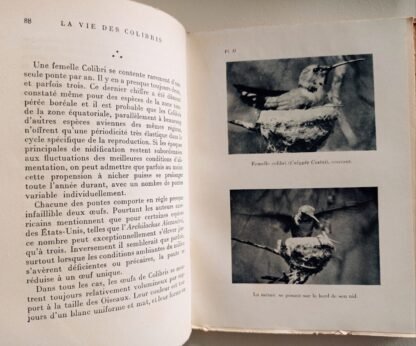 La vie des colibris - immagine 3