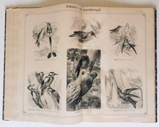 Bilder aus Brehms Thierleben Erste Abtheilung: Zoologie Systematisch geordnet auf 55 tafeln