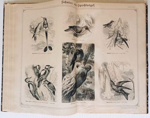 Bilder aus Brehms Thierleben Erste Abtheilung: Zoologie Systematisch geordnet auf 55 tafeln
