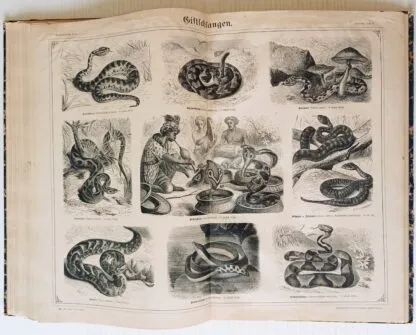 Bilder aus Brehms Thierleben Erste Abtheilung: Zoologie Systematisch geordnet auf 55 tafeln - immagine 9