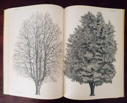L’architettura degli alberi - immagine 5