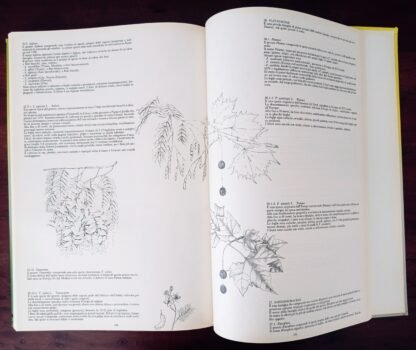 L’architettura degli alberi - immagine 6